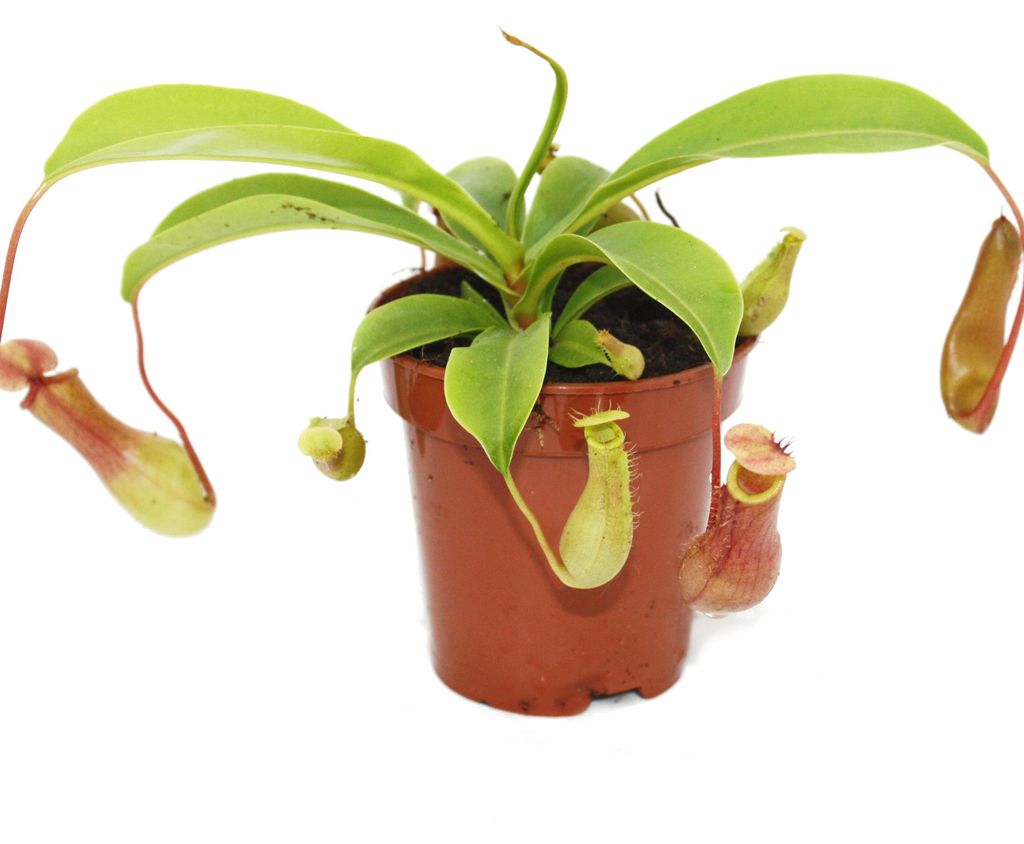 Kannenpflanze - Nepenthes - 9cm Topf Produktbild 