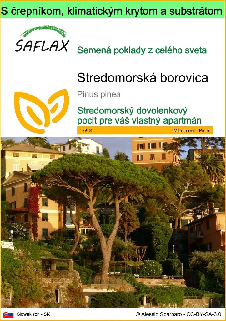 SAFLAX Garden to go - Stredomorská borovica - Pinus pinea - Obrázok produktu 