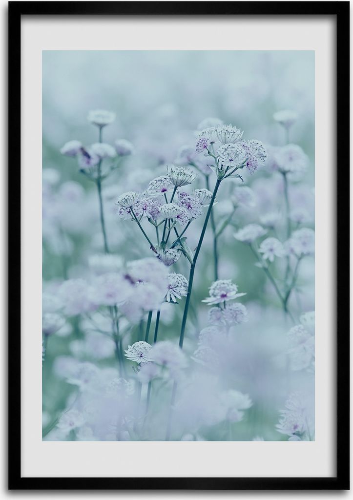 Bild - Bilderrahmen - Foto - 70 cm x 100 cm - MDF - Rahmen - Wandkunst - Astrantia