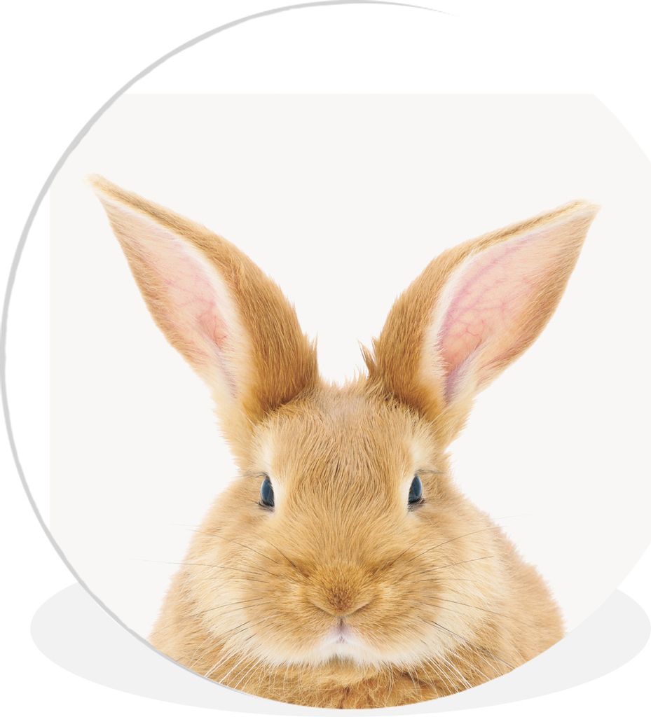 MuchoWow Rundes Wandbild - Runde Bilder Tiere - Kaninchen - Weiß Ø 60 cm Kreis Wanddekoration Kunststoff - Wandkreis - Wandschmuck - Wand Kreis...