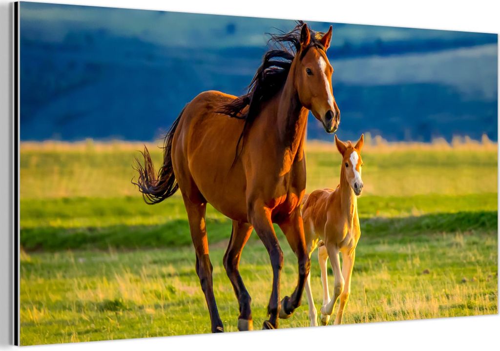 MuchoWow Wanddekoration Metall Metallbild Wandkunst 120x60 cm Pferde - Gras - Tiere - Landschaft - Natur MuchoWow Aluminium Gemälde - Metalbilder