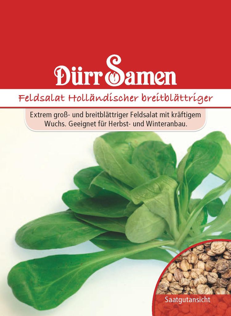 Feldsalat Holländischer Breitblättriger | Feldsalatsamen Produktbild 