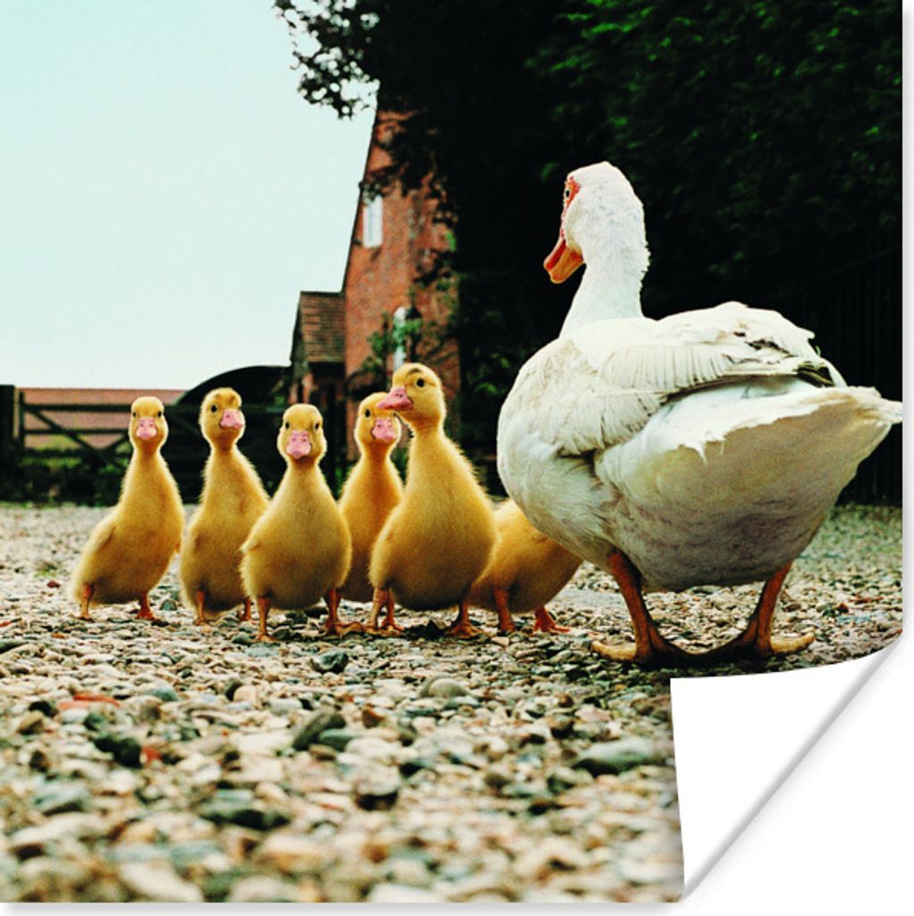 MuchoWow Poster Ente mit Jungen 50x50 cm - Wohnzimmerdekoration