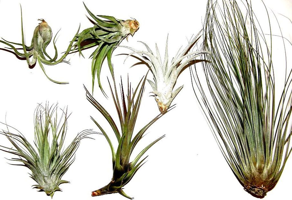Tillandsienmix 5 verschiedene Tillandsien für Terrarien und zum Aufbinden