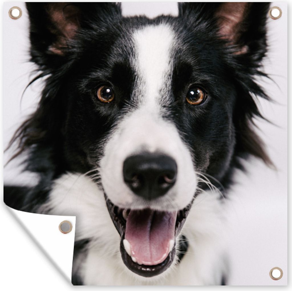 MuchoWow 50x50 cm Outdoor-Poster Gartendeko Sichtschutz Garten Poster für den Garten Fröhlicher Border Collie