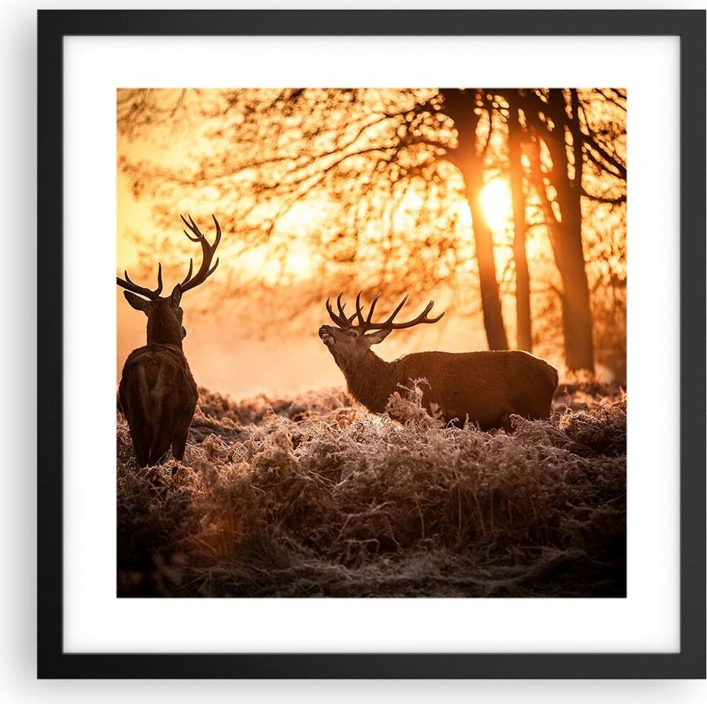 Gerahmtes Poster - Schwarzer Rahmen - Deer Heidekraut Tier - 40x40 cm - Wand Bild - Wanddeko - Wandbilder - Kunstposter - Wandposter - Bilderrahmen...