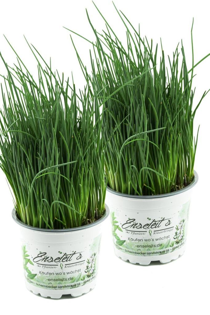 Enseleits 2x Schnittlauch Pflanze, Marktfrische Pflanze, Produktbild 