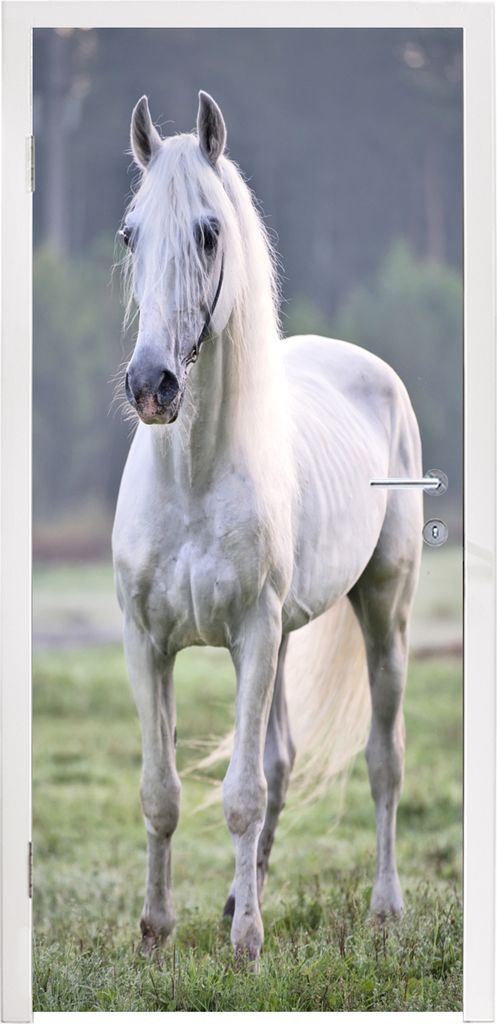 MuchoWow Türtapete Selbstklebende Türfolie Pferd - Licht - Morgen 90x205 cm Türposter Türaufkleber Klebefolie Türklebefolie - Türaufklebern