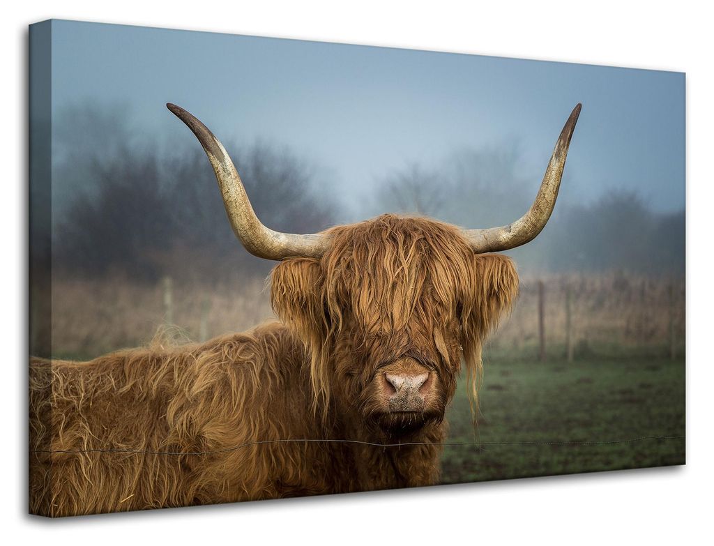 Leinwanddruck Tiere Schottische Kuh 80x50 cm