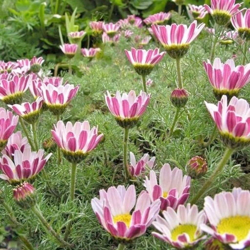 6 x Kreisblume Depressus - Anacyclus pyrethrum depressus  | Produktbild 