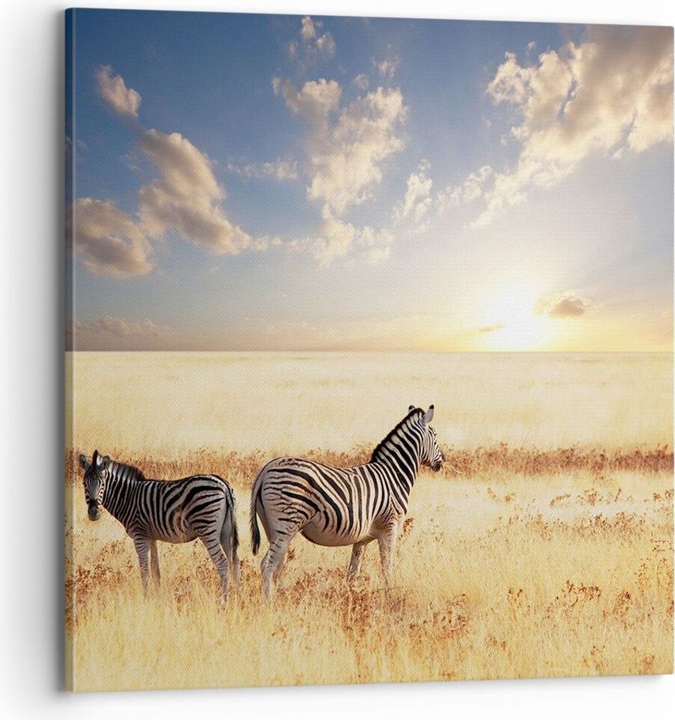 Bild auf Leinwand - Leinwandbild - Zebra tier gestreift savanne - 70x70cm - Wand Bild - Wanddeko - Leinwanddruck - Bilder - Kunstdruck - Wanddekora...