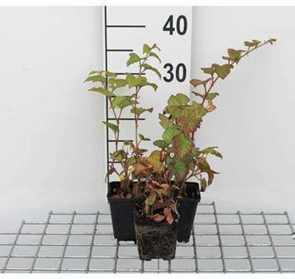 12 x Rubus tricolor - Chinesische Brombeere - Topf 9 cm x 9 cm