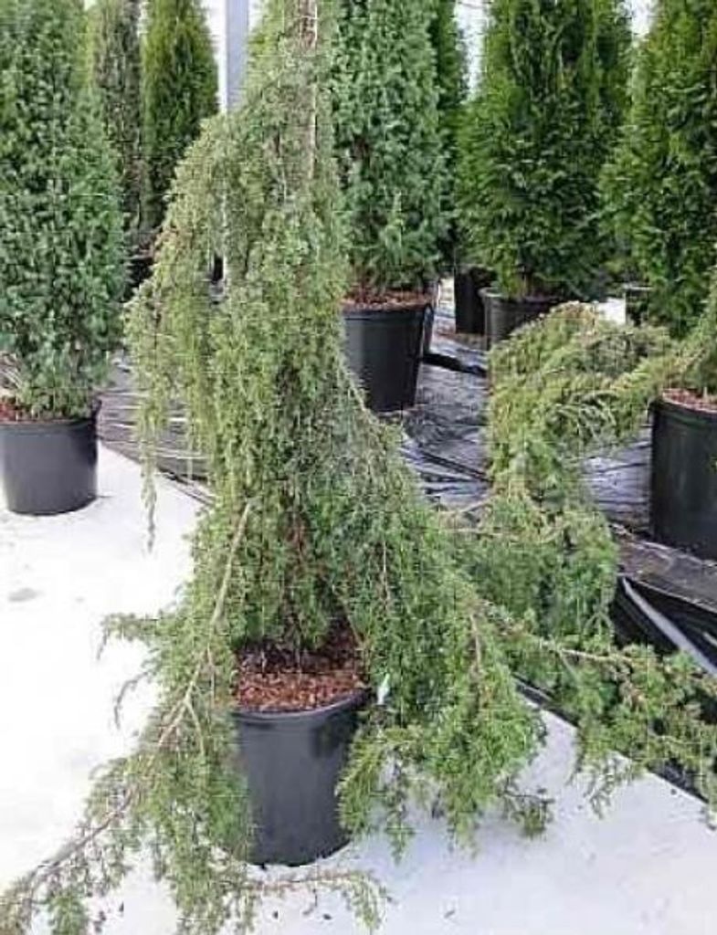 Gemeiner Wacholder Horstmann - Juniperus communis - 100-125cm - Trauerwacholder