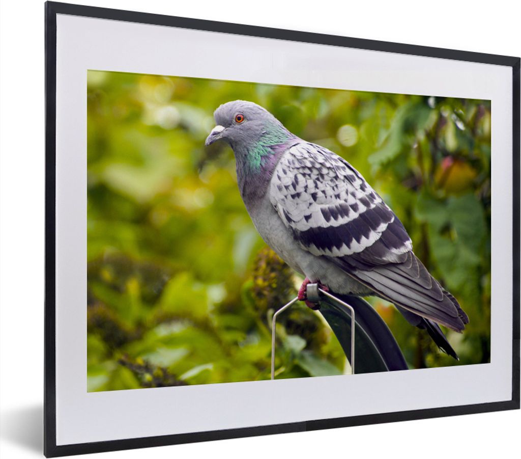 MuchoWow® MuchoWow® Gerahmtes Poster Eine bunte Wildtaube Produktbild 