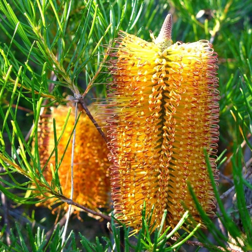 Haarnadel-banksia (Banksia spinulosa) - 5 zaden Productafbeelding 