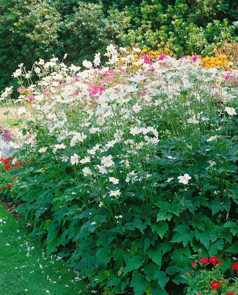 Anemone japonica 'Whirlwind', Herbst-Anemone, weiß, ca. 9x9 Produktbild 