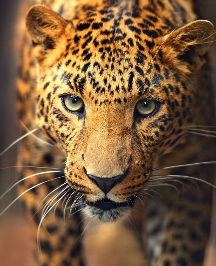 Wallario Sticker / Aufkleber für Kühlschrank / Geschirrspüler / Küchenschränke, selbstklebende Folie - 60 x 80 cm, Motiv: Leopard in Nahaufnah...