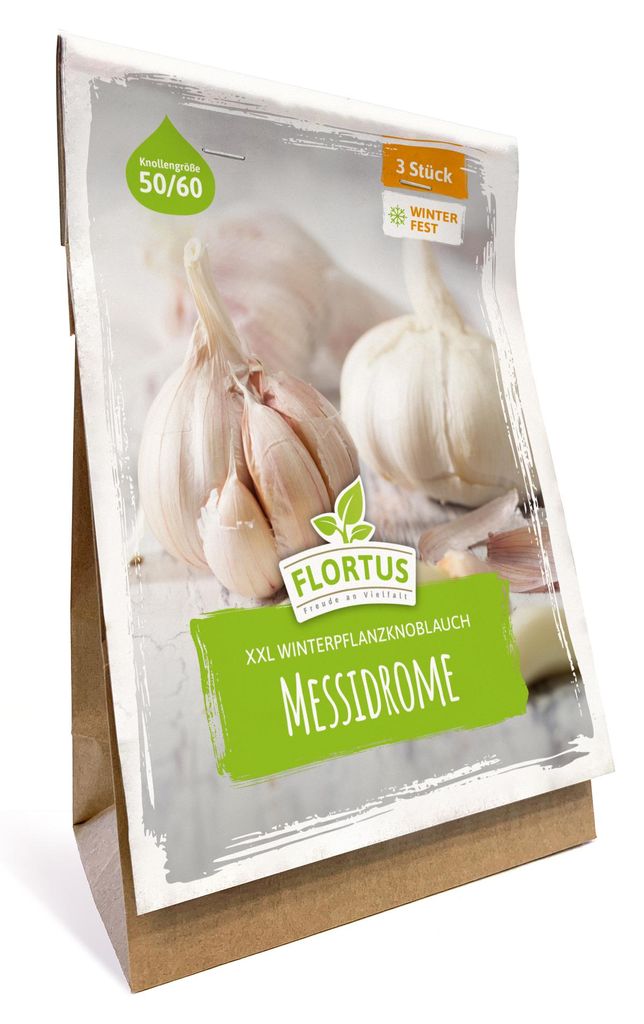Artikelbild 4 von 'XXL Winterpflanzknoblauch Messidrome' aus der Kategorie Winterpflanzknoblauch