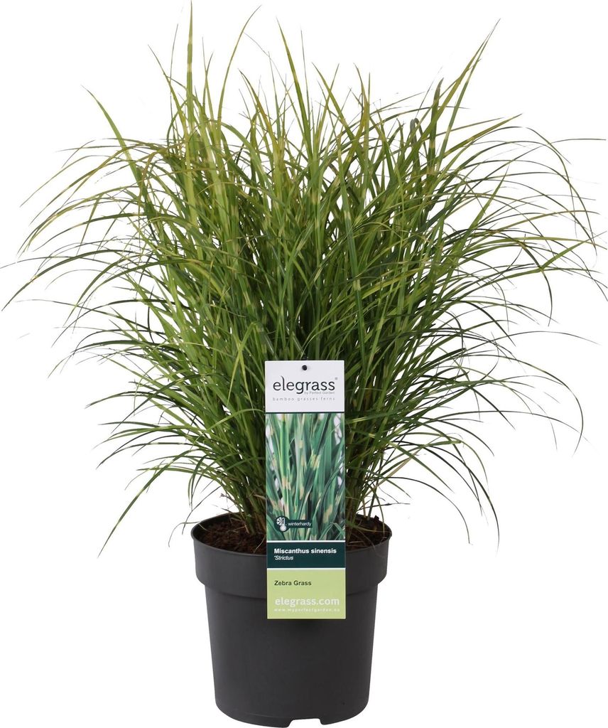 Stachelschweingras Miscanthus sinensis Strictus Ziergras Produktbild 