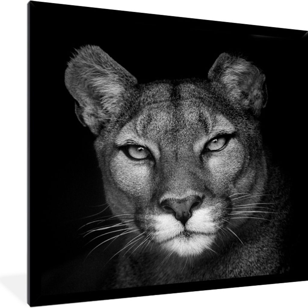 MuchoWow Gerahmtes Poster Porträtfoto eines Pumas auf schwarzem Hintergrund 40x40 cm - Poster mit Schwarzem Bilderrahmen Wandposter Rahmen Foto ...