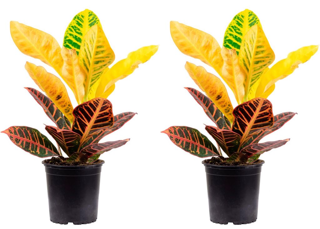 2er-Set Wunderstrauch 'Petra' - Codiaeum Petra - Höhe ca. Produktbild 