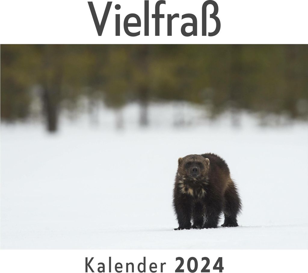Vielfraß (Wandkalender 2024, Kalender DIN A4 quer, Monatskalender im Querformat mit Kalendarium, Das perfekte Geschenk)