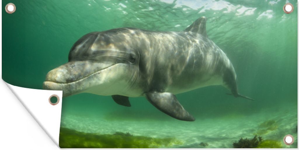 MuchoWow 60x30 cm Outdoor-Poster Gartendeko Sichtschutz Garten Poster für den Garten Delfin - Tiere - Wasser