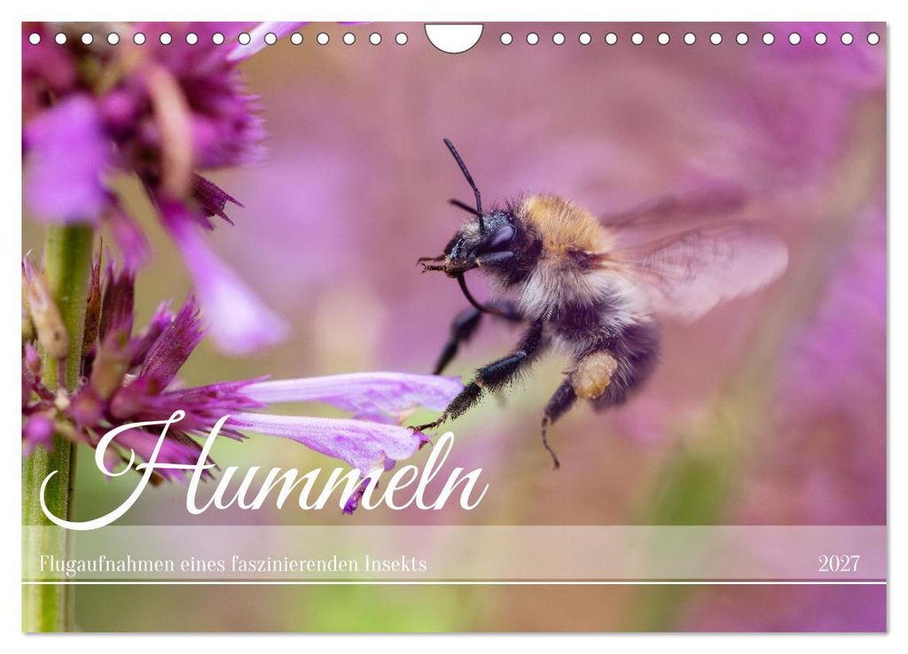 Hummeln - Flugaufnahmen eines faszinierenden Insekts (Wandkalender 2027 DIN A4 quer), CALVENDO Monatskalender