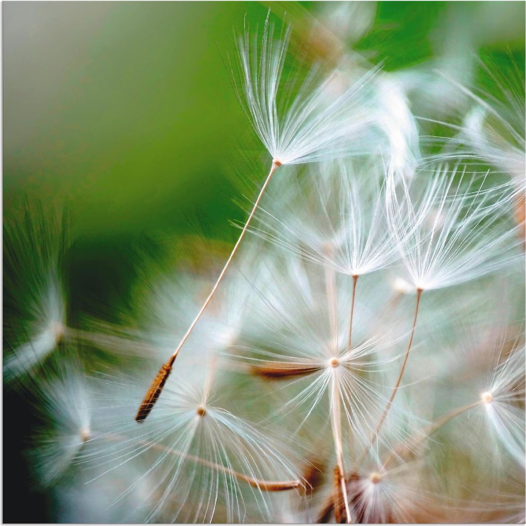 ARTland Wandbild Alu für Innen & Outdoor Pusteblume kuschelweich Größe: 50x50 cm