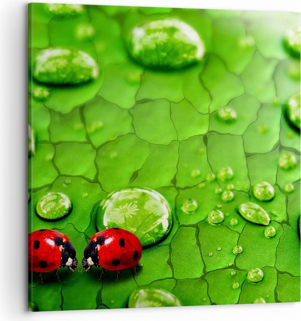 Bild auf Leinwand - Leinwandbild - Marienkäfer Gras Blatt Produktbild 