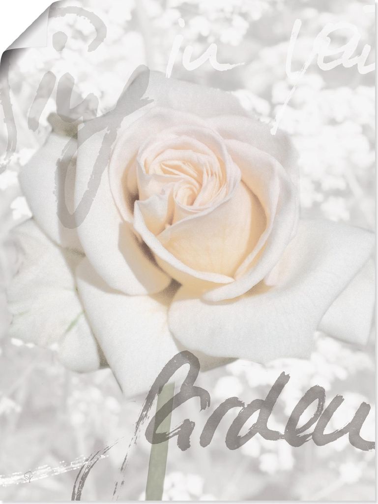 ARTland Poster Rose Größe: 30x40 cm
