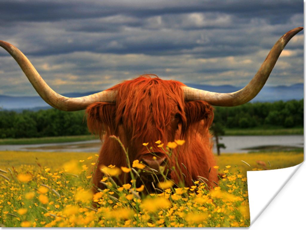 MuchoWow Poster Schottischer Highlander - Tiere - Blumen 160x120 cm - Foto Plakat