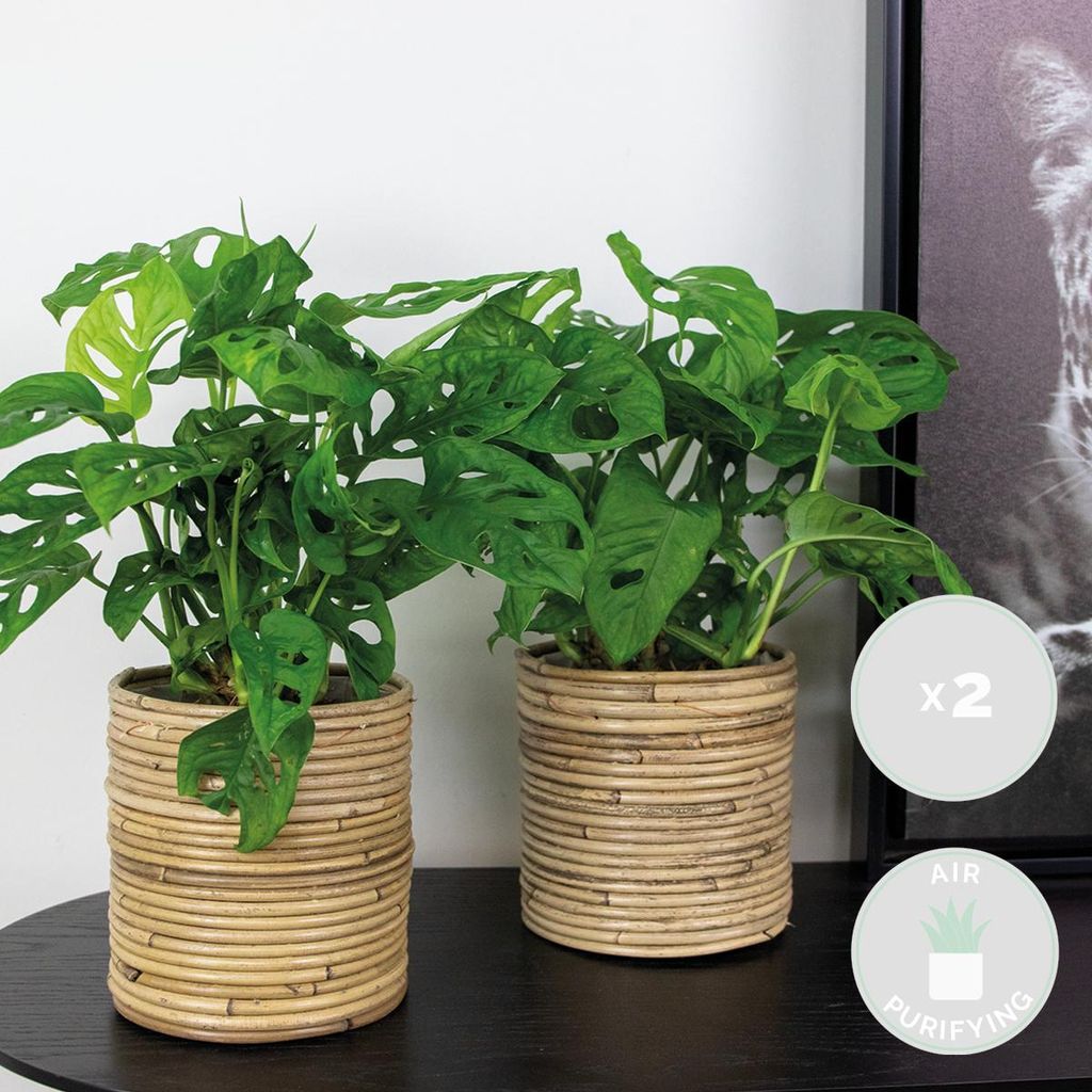 monstera deliciosa planta Monstera Deliciosa – Swiss Cheese Plant main image 1
