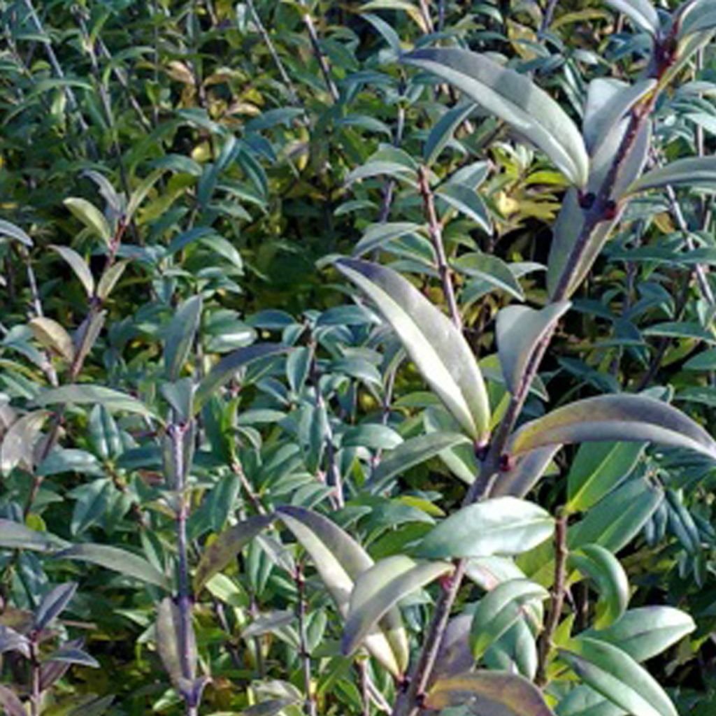 2 x Gemeiner Liguster - Ligustrum vulgare 'Atrovirens' | 60-80 cm in Container