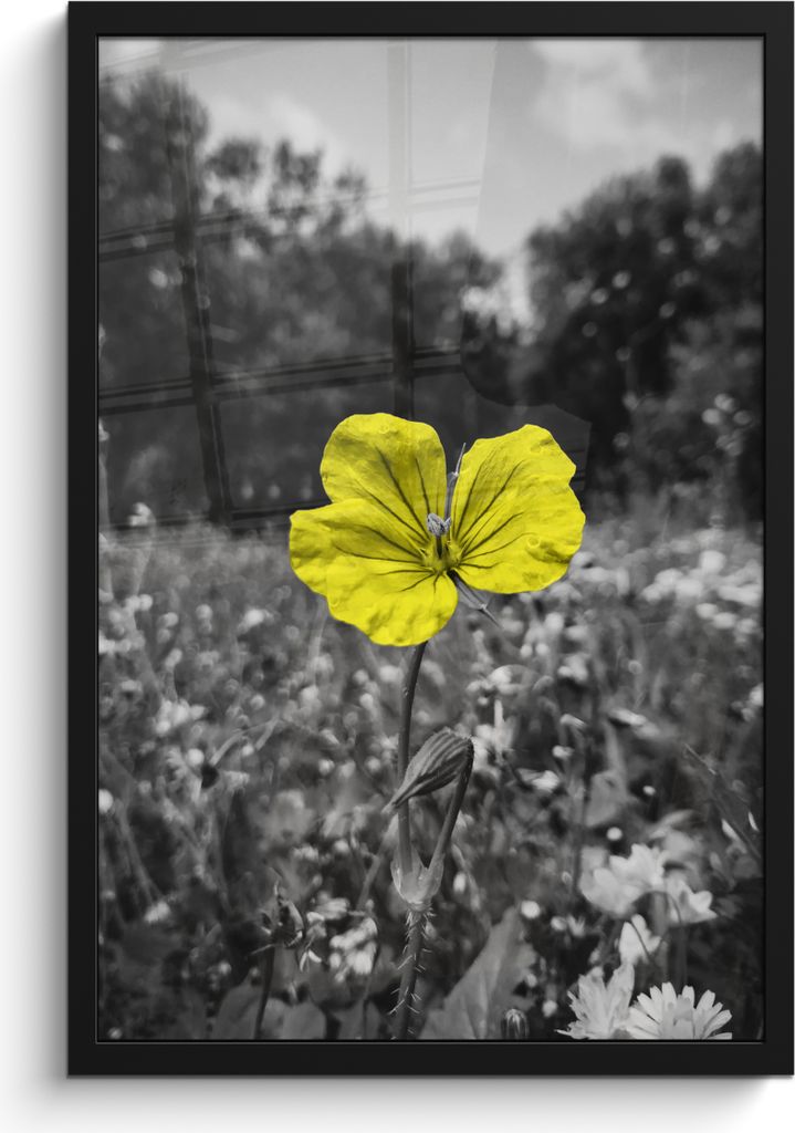 MuchoWow MuchoWow Gerahmtes Poster Blumen - Gelb - Schwarz - Weiß 40x60 cm - Poster mit zchwarzem Bilderrahmen - Papierdruck - Wandbilder