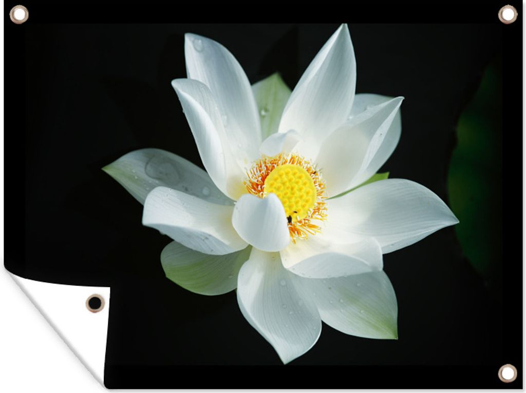 MuchoWow 40x30 cm Outdoor-Poster Gartendeko Sichtschutz Garten Poster für den Garten Weiße Lilie