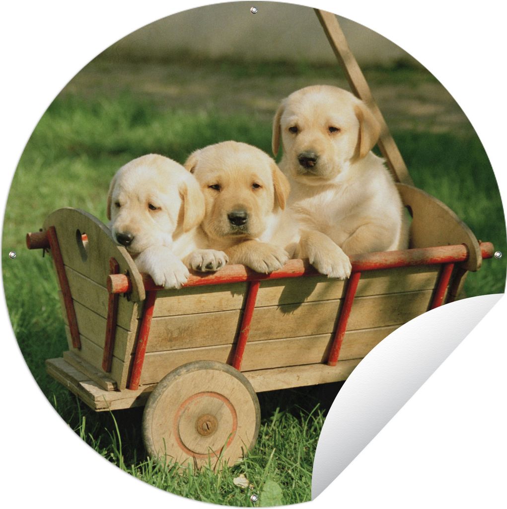 MuchoWow Gartenposter Outdoor-Poster Rund Drei entzückende Golden Retriever Welpen in einem Wagen Ø 60 cm Gartendeko Rundes Poster draußen