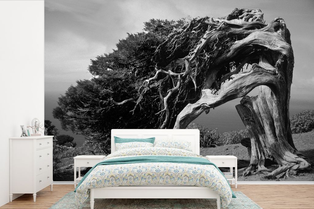 MuchoWow Fototapete für Wohnzimmer oder Schlafzimmer Wandtapete Vinyl Motivtapete Schwarz-Weiß-Foto eines Wacholders - 450x300 cm - Gemusterte