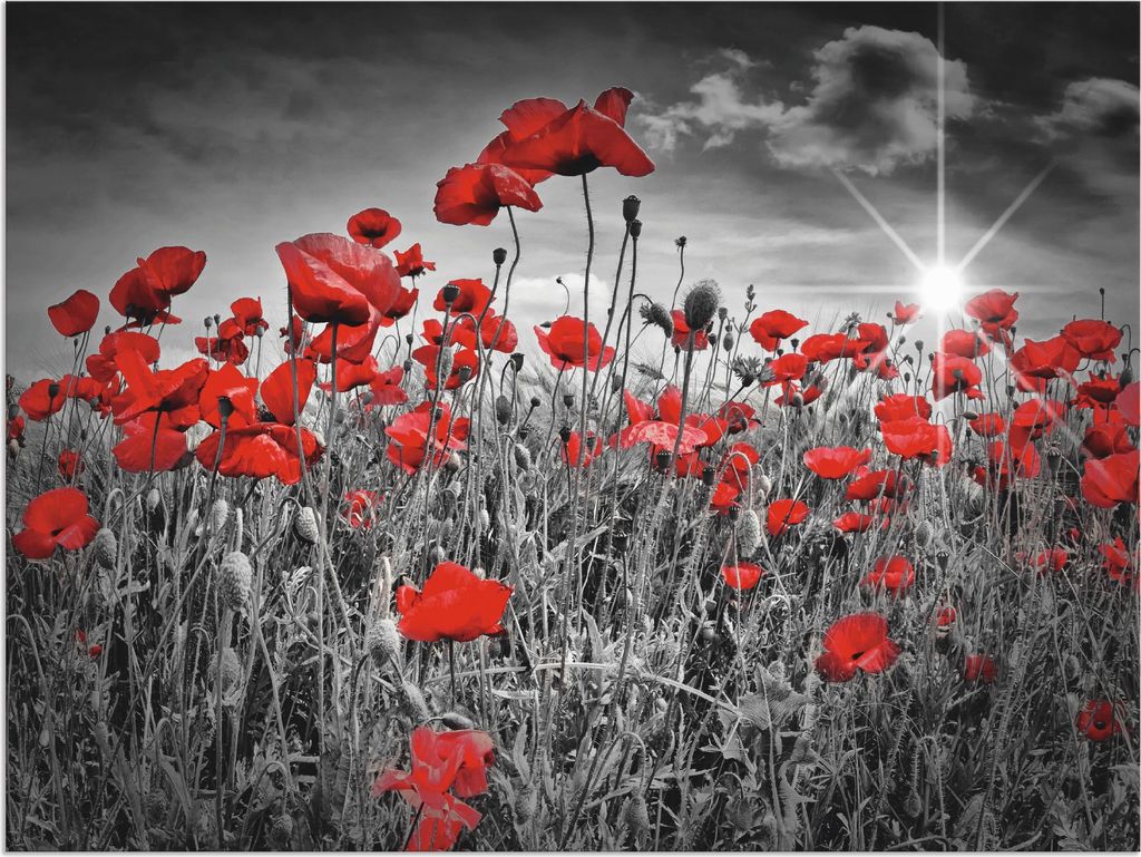 ARTland Wandbild Alu für Innen & Outdoor Idyllisches Mohnblumenfeld Größe: 80x60 cm