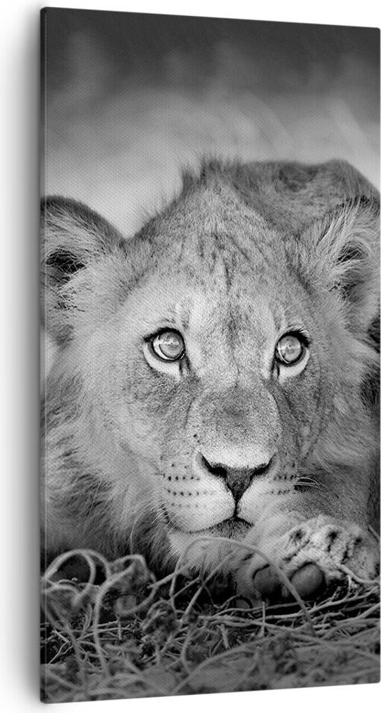 Bild auf Leinwand - Leinwandbild - Einteilig - Löwe asiatisch Porträt - 55x100cm - Wand Bild - Wanddeko - Wandbilder - Leinwanddruck - Bilder - W...