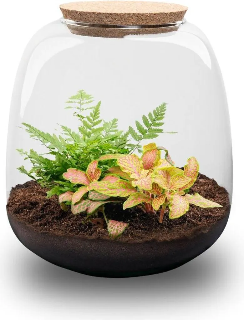 Terrarium sans Entretien Petite Emma - Jardin en Bouteille Autonome