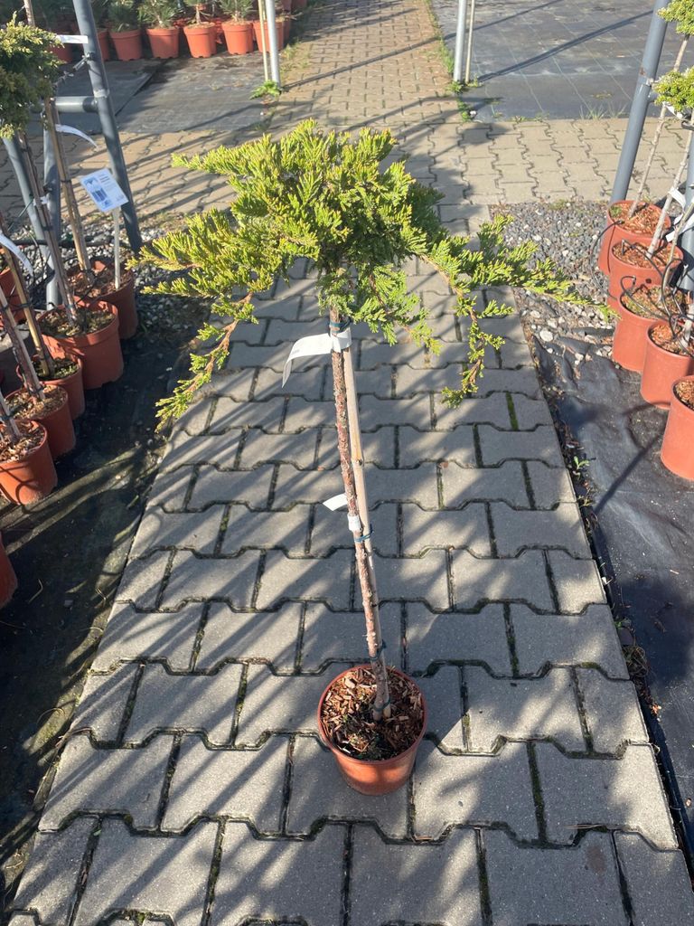 Juniperus Horizontalis Prince Of Wales -Jałowiec szczep. Zdjęcie produktu 