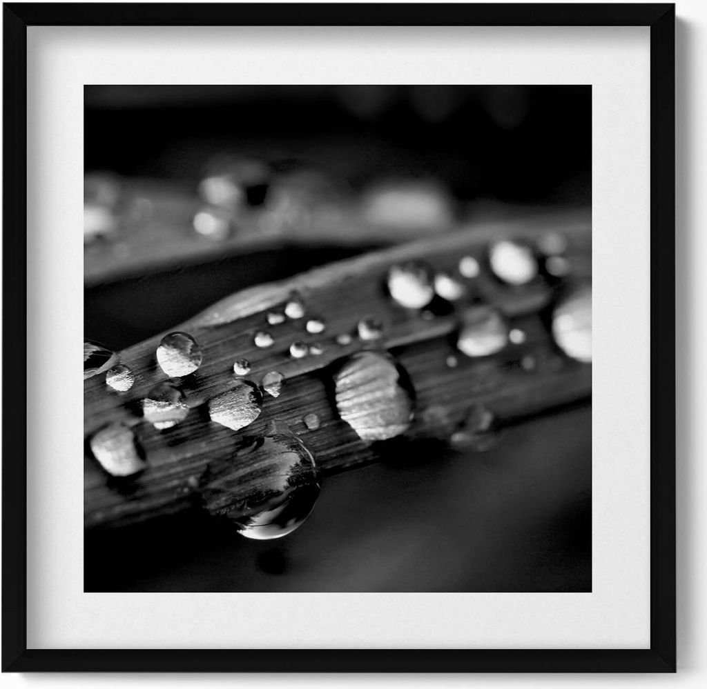 Rosa Blatt Schwarz und Weiß– Wandbild mit Rahmen – Gerahmtes Bild – Wanddekoration – 50x50 cm – Schwarz Rahmen