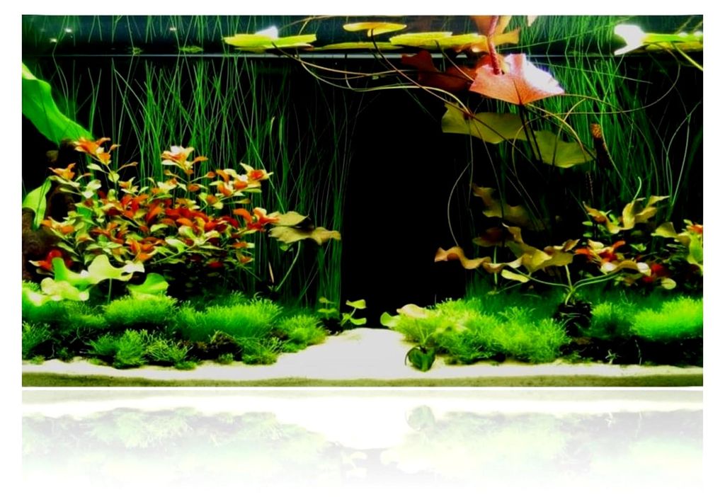 Aquarium Poster, 90x40 cm Rückwandfolie für Aquarien und Terrarien