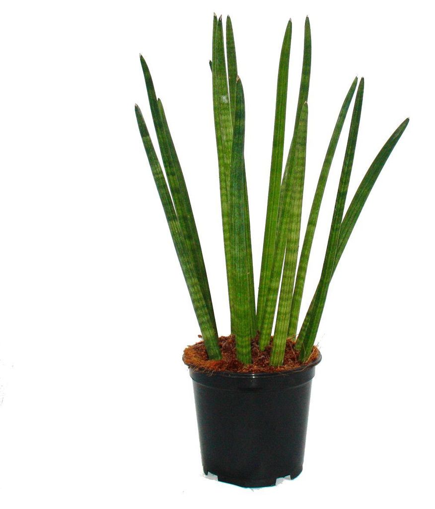 Sansevieria cylindrica – Solitaire – Einzelpflanze – 19-cm-Topf