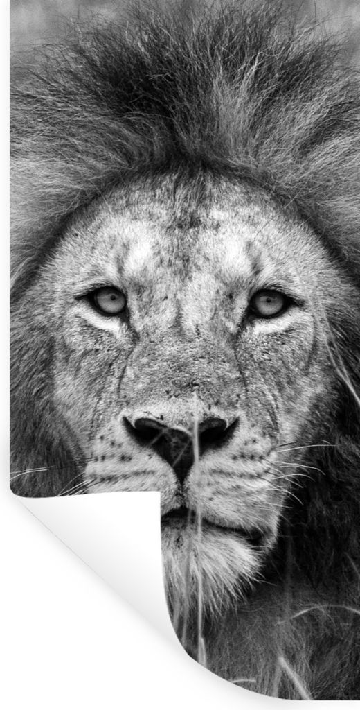 MuchoWow Wandtattoo Wandsticker Wandaufkleber Löwe - Porträt - Tiere 40x80 cm Selbstklebend und Repositionierbar - Repositionierbar - Wasser ab...
