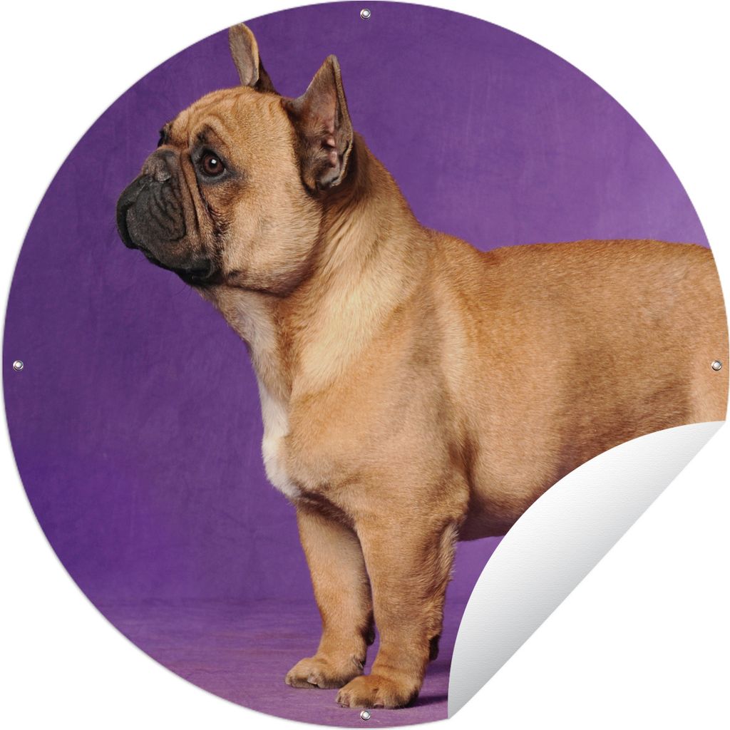 MuchoWow Gartenposter Outdoor-Poster Rund Französische Bulldogge - Braun - Lila Ø 60 cm Gartendeko Rundes Poster draußen