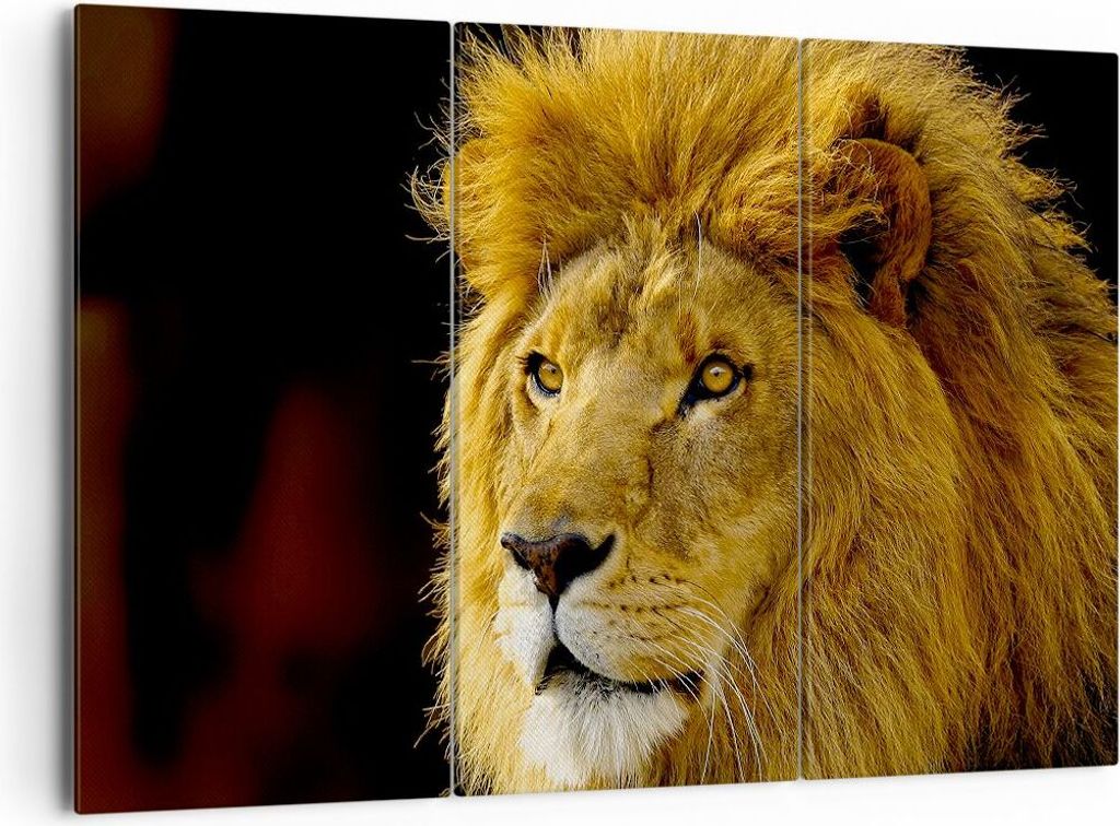 Bild auf Leinwand - Leinwandbild - Löwe Tiere Tierwelt - 165x110cm - Wand Bild - Wanddeko - Leinwanddruck - Bilder - Kunstdruck - Wanddekoration -...