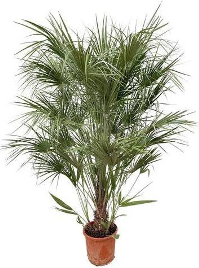 Chamaerops Humilis 170 cm - Palmier nain vert pot Ø 30 cm jardin rustique