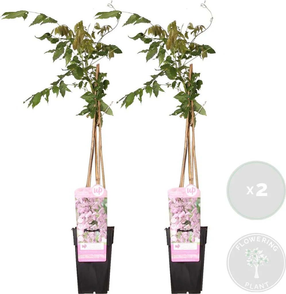 Glycine Rose Rustique Lot de 2 : Couvrir un Mur Rapidement Wisteria Rosea